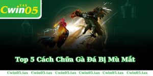 Top 5 cách chữa gà bị đá mù mắt Hiệu Quả Của Cao Thủ CWIN