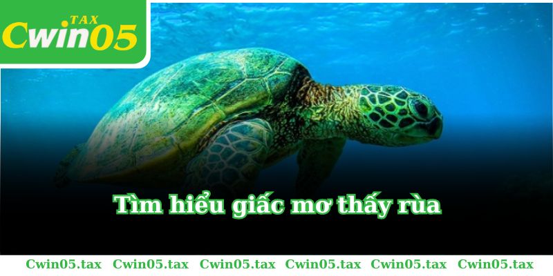 Tìm hiểu mơ thấy rùa là điềm báo gì, tốt hay xấu?