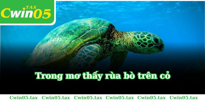 Trong mơ thấy rùa bò trên cỏ