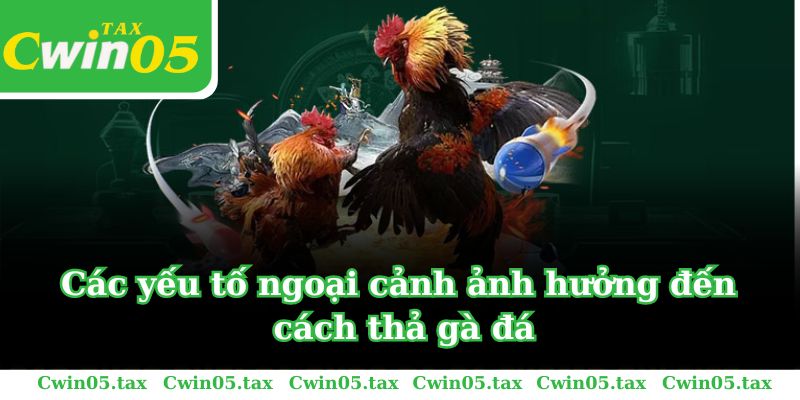 Các yếu tố ngoại cảnh ảnh hưởng đến cách thả gà đá cựa sắt