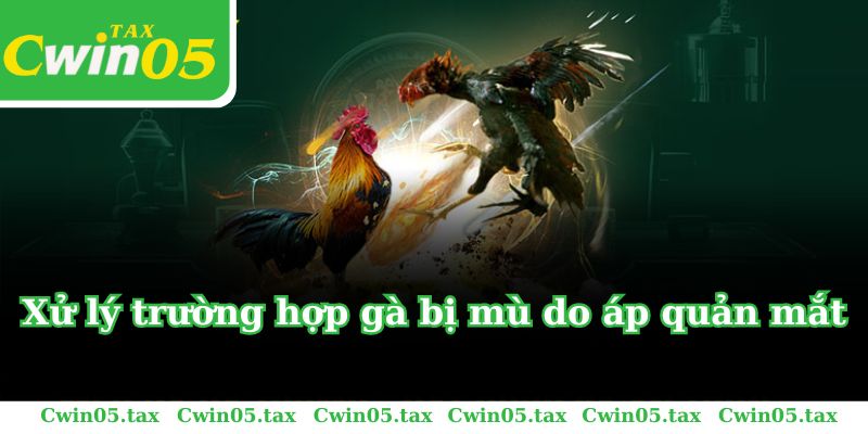 Xử lý trường hợp gà bị mù do áp quản mắt