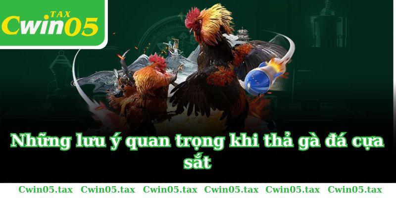 Những lưu ý quan trọng khi thả gà đá cựa sắt