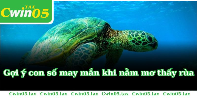 Gợi ý con số may mắn khi nằm mơ thấy rùa